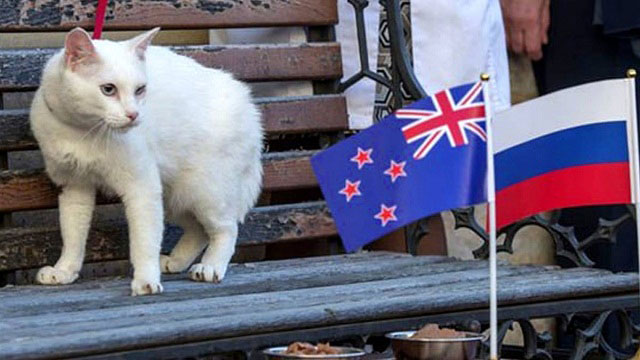 Del pulpo Paul al gato Aquiles, la obsesión por los “oráculos” del Mundial de fútbol